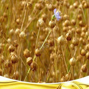 Flaxseed ntšang
