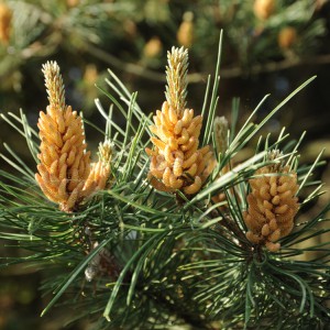 Pine makhapetla ntšang