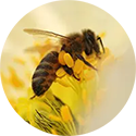 Bee Products