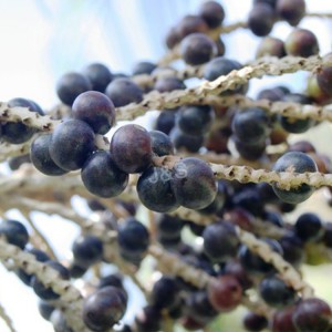 จัดส่งที่รวดเร็วสำหรับสารสกัด Acai berry ในเอเชีย