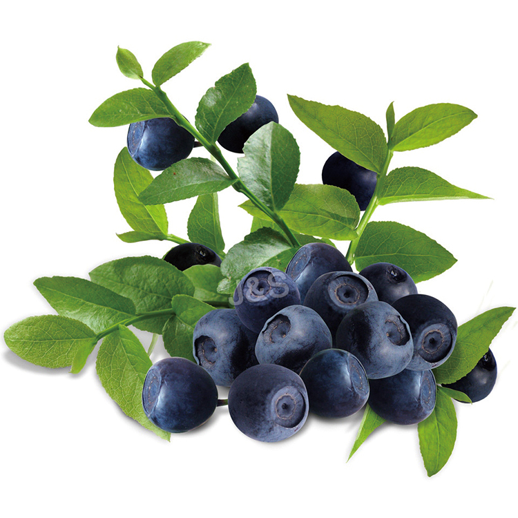 Top Quality
 Bilberry extract Wholesale to Afghanistan