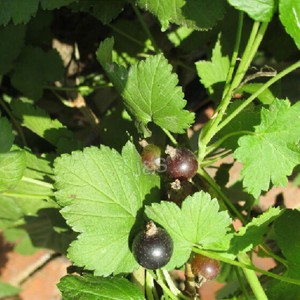 Theko e tsitsitseng ea boleng bo botle Blackcurrant Extract Manufacturer in Morocco