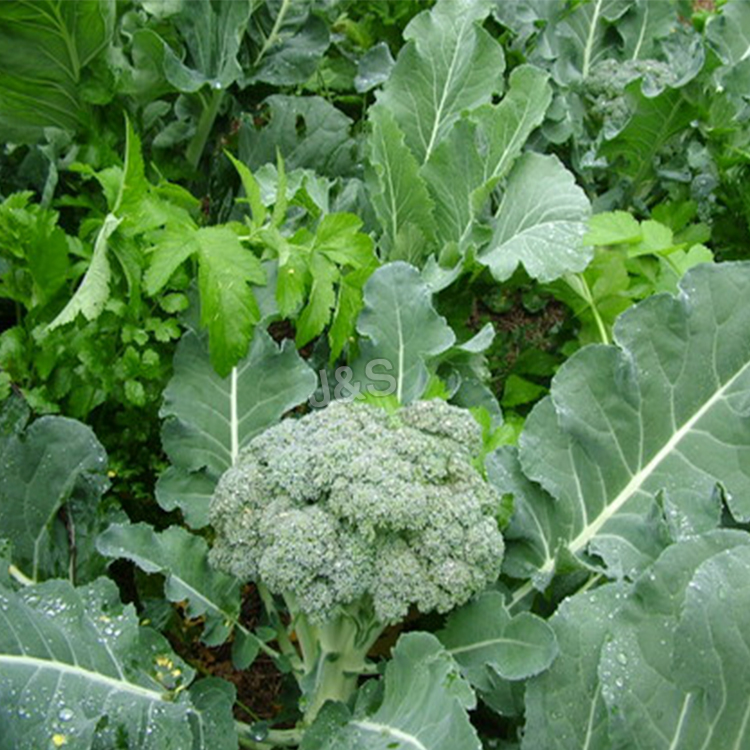 Best-Selling
 Broccoli powder Factory from Ecuador