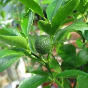 Ọdun 12 Olupese Citrus Aurantium Factory Extract ni Mauritius
