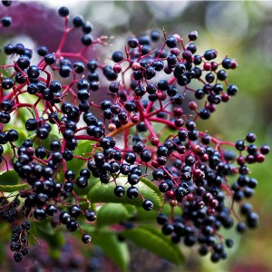 2020 Extrait de fines herbes de Chine de bonne qualité Anthocyanine de sureau noir de haute qualité