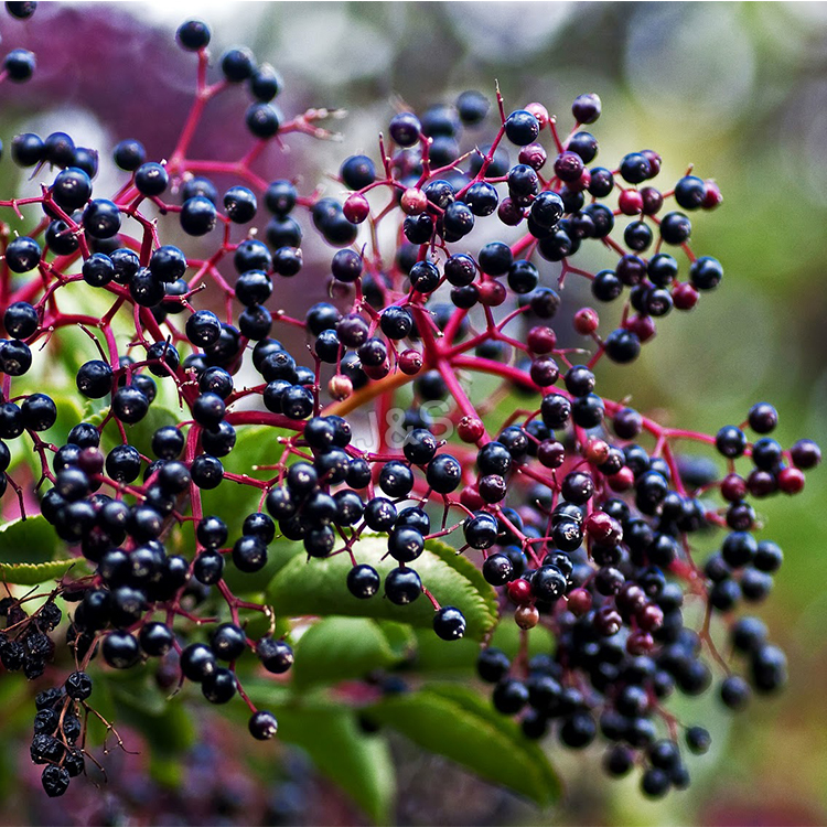 15 Years Factory wholesale
 Elderberry Extract Factory for Canada