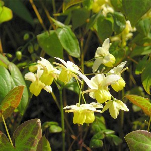 Boa qualidade para fábrica de extrato de Epimedium em Brunei