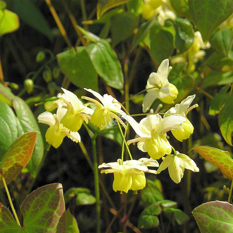 Cheap PriceList for
 Epimedium Extract Manufacturer in Milan