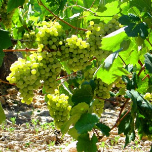 Один из самых популярных экстрактов виноградной кожуры в Мали.