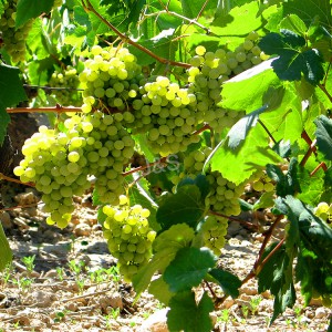 Fábrica chinesa de extrato de casca de uva na Espanha