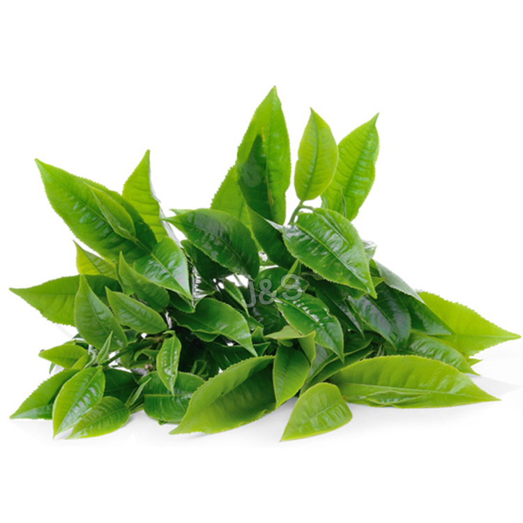 China Top 10
 Green tea extract Factory for Belgium