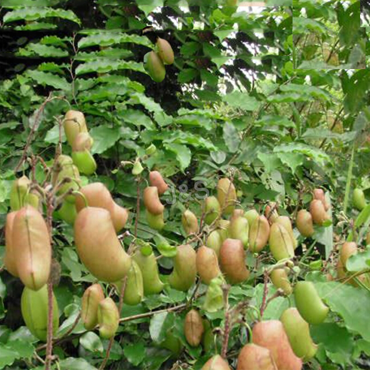 તમે 5-HTP વિશે કેટલું જાણો છો?