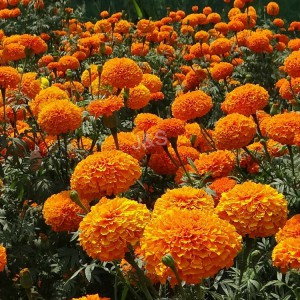 Uruguay ۾ Marigold extract ڪاريگر جي فراهمي