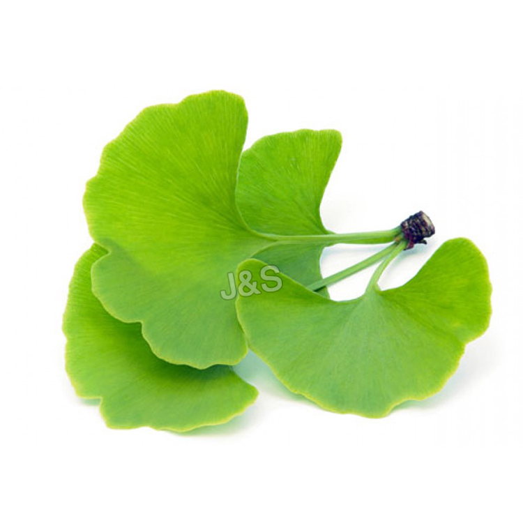 15 Years Manufacturer
 Organic Ginkgo Biloba Extract Factory for Japan