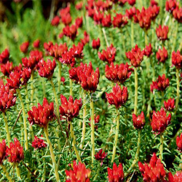12 Years Manufacturer Organic Rhodiola Rosea Extract Supply to Mozambique detail pictures