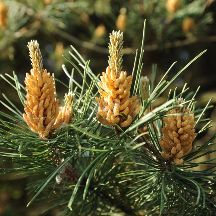 Reliable Supplier
 Pine bark Extract Supply to Madrid