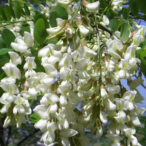 Quercetina de alta qualidade no atacado para Marselha