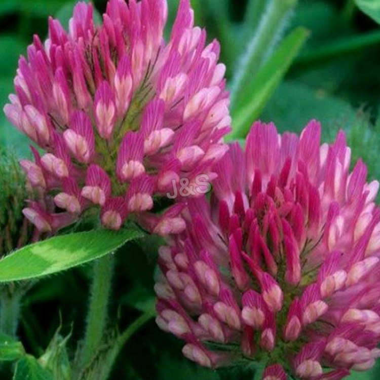 Bottom price for Red clover extract Factory in Moscow detail pictures