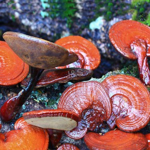 Reishi göbələk ekstraktının İtaliyaya topdan satışı üçün aşağı qiymət