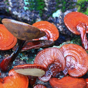 Extrait professionnel de champignon Reishi de Chine en Mongolie