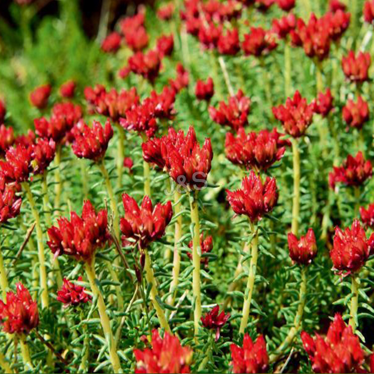 Cé mhéad atá ar eolas agat faoi Rhodiola Rosea?