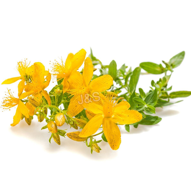 2016 New Style
 St John’s wort extract Wholesale to Denver