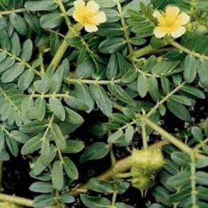 Factory Price For Tribulus terrestris extract Supply to Guinea