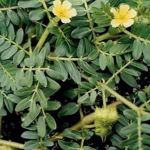 การออกแบบแฟชั่นใหม่สำหรับโรงงานสารสกัด Tribulus terrestris จากบันดุง