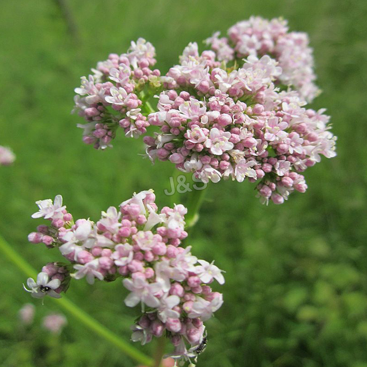 Manufacturing Companies for
 Valerian root extract Factory for Azerbaijan