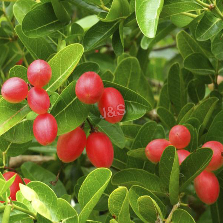 Goods high definition for
 Wolfberry Extract Manufacturer in Congo